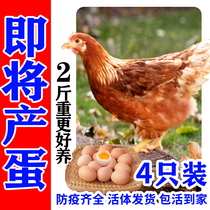 2-3斤正宗高产蛋王海兰褐蛋鸡红毛土鸡下蛋鸡活鸡活体苗包活到家