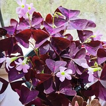 红花炸酱草三叶草紫色种子醡浆草种球幸运草庭院花坛植物室内包邮