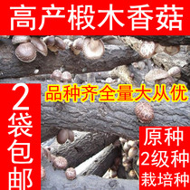 高产椴木香菇花菇菌种黑木耳灵芝平菇菌包栽培种2袋包邮