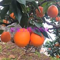 秭归脐橙琳娜甜橙新鲜橙子水果应季孕妇水果 9斤
