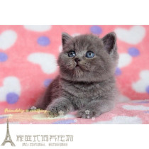 宠物幼猫 活体纯种英国短毛猫英短蓝猫活体宠物猫家养猫咪出售p