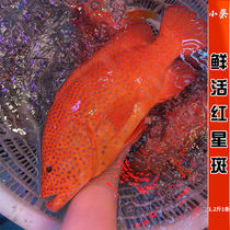 鲜活红星斑海鲜水产深海活鱼红瓜子斑东星斑老鼠斑老虎斑1.2斤1条