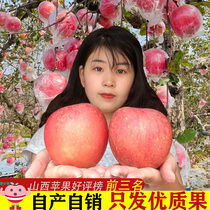 山西运城苹果冰糖心新鲜现摘10斤脆甜特产水果万荣红富士苹果水果