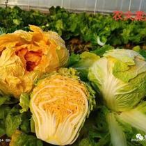 早熟黄心大白菜种子矮桩大包头白菜种籽抗病耐寒农家菜园秋播白菜