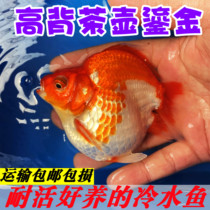高背鎏金短尾茶壶宽体金鱼冷水中型观赏鱼水族宠物纯红红白琉金