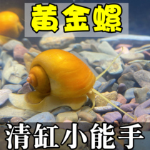 黄金螺紫纹螺苹果螺鲍鱼螺橙兔螺除藻螺杀手螺观赏螺活体除藻净水