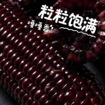 黑甜糯玉米种子黑糯玉米香甜糯玉米种鲜食苞米非转基因杂交黑玉米