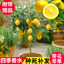 香水柠檬树盆栽室内带果可食用阳台四季开花柠檬树苗客厅好养绿植