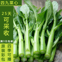 四季甜菜心种子 迟花油青菜心香港四九菜芯早熟高产蔬菜种籽