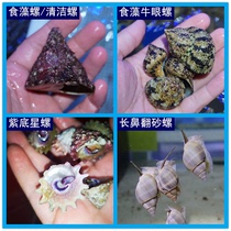 食藻螺 清洁螺金环宝螺 牛眼螺 翻砂螺 紫底星螺 海水水族宠物螺