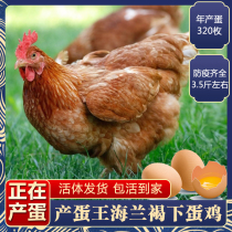 正宗产蛋王海兰褐鸡下蛋鸡红毛粉壳生蛋鸡活苗活鸡包活到家青年鸡