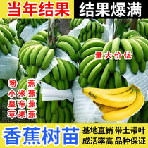 耐寒香蕉树苗芭蕉树苹果蕉粉蕉盆栽矮化批量发香蕉果树苗南方种植