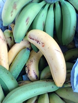 天宝香蕉新鲜采摘青香蕉3斤产地直发自家种植