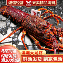 北京京深海鲜闪送发货 鲜活澳龙 澳洲大龙虾大澳龙2-12斤生猛海鲜