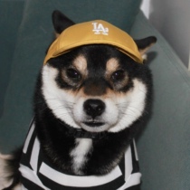 宠物MLB帽子狗LA棒球帽柴犬NY太阳帽中小型犬韩版鸭舌帽