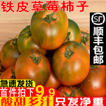盘锦铁皮柿子碱地柿子丹东草莓西红柿东北水果生吃新鲜番茄自然熟