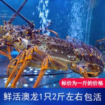 鲜活澳州大龙虾超大龙虾大澳龙进口生猛花龙青龙重庆海鲜水产
