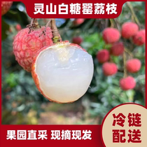 广西灵山白糖罂荔枝6斤12斤现摘现发当季水果包邮