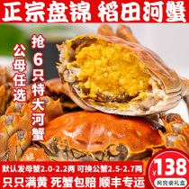 盘锦河蟹6只母2.0-2.2两公2.5-2.6两鲜活螃蟹大闸蟹礼盒辽宁包邮