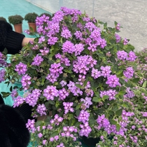 蔓马樱丹花苗紫花五色梅庭院阳台多年四季垂吊花卉耐热花期长包邮