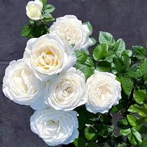 伊芙婚礼之路四季开大花浓香月季花苗纯白色玫瑰盆栽阳台观花植物