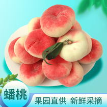 【现货】北京平谷蟠桃5斤/2斤扁桃子鲜桃平谷大桃水蜜桃新鲜水果