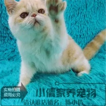 宠物猫咪活体 视频挑选小加菲猫折耳猫英短猫蓝猫波斯猫幼猫活体x