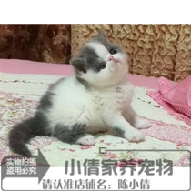 注册猫舍出售加菲猫宠物猫活体纯种幼猫幼崽加菲猫活体蓝白弟弟x