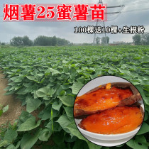 红薯苗烟薯25号秧种植蜜薯糖心脱毒红白黄紫地瓜高产藤100棵包邮