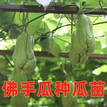 佛手瓜四季种籽带土瓜苗老品种蔬菜种子种苗发芽新鲜种瓜春季菜苗
