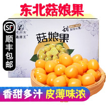 顺丰东北姑娘果菇娘果灯笼黄姑娘果3/5斤礼盒洋菇娘菇茑应季金豆