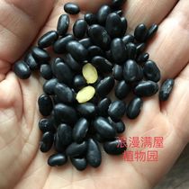 农家传统小黑豆种子 肾形 土种子 非转基因 非杂交 可留种