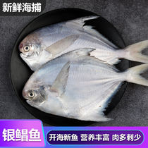 顺丰银鲳鱼大号五斤鲳鱼新鲜冷冻深海鱼鲜活白鲳鱼平鱼昌鱼海鲜水