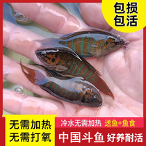 中国斗鱼活体活鱼冷水淡水观赏鱼好养耐活不打氧小型鱼普叉鱼苗