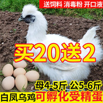 大种型白凤乌鸡种蛋受精蛋白毛乌骨鸡竹丝肉鸡受精卵可孵化鸡种蛋
