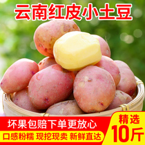 云南高山土豆农家现挖红皮黄心小土豆新鲜10斤批发马铃薯洋芋蔬菜