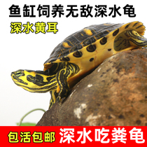 深水龟黄耳龟吃粪龟鱼缸混养活物冷水龟长寿龟家养宠物观赏小乌龟