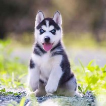 常德纯种哈士奇幼犬活体西伯利亚雪橇犬二哈幼犬蓝眼哈士奇幼崽宠