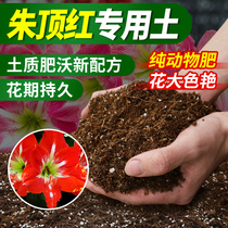 朱顶红专用土球根种球营养土专用肥料花卉养花种植土壤家用有机土