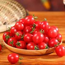 海南陵水圣女果千禧樱桃小番茄新鲜西红柿水果4斤生鲜