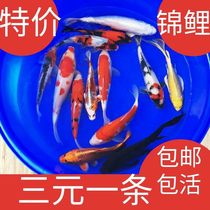锦鲤鱼活体鱼缸观赏鱼金鱼苗冷水鱼红白三色大正松叶孔雀黄金活鱼