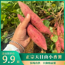 临安天目山小香薯正宗杭州红薯板栗薯新鲜现挖农家种植番薯5斤装