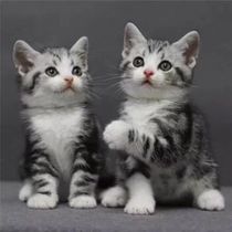 美短虎斑猫美短加白起司猫幼猫崽美国短毛猫矮脚宠物活物猫咪