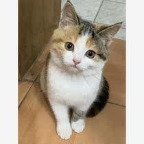 小猫猫咪幼崽活物橘白猫橘猫狸花猫纯黑猫奶牛猫小奶猫活体三花猫