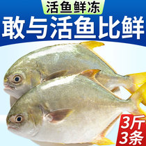 深海金鲳鱼新鲜冷冻3条鲜活金昌鱼冰鲜特大平鱼类海昌鱼海鲜水产