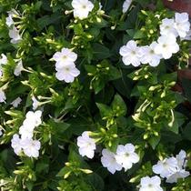 白色紫茉莉花种子四阳台盆栽花五彩播种子开花季种籽地雷庭院花卉