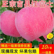 山西特产吉县红富士苹果特级当季新鲜水果非冰糖心孕妇10整箱礼盒