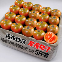 现摘正宗铁皮草莓柿碱地新鲜自然熟绿腚番茄5斤整水果农家西红柿3