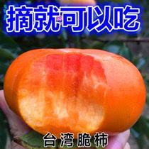 台湾脆柿苗柿子树苗果树苗甜柿嫁接日本脆柿地栽南北方当年结果苗