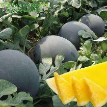 黑皮黄瓤无籽西瓜秧苗特大巨型懒汉西瓜种籽春季夏季四季水果种苗